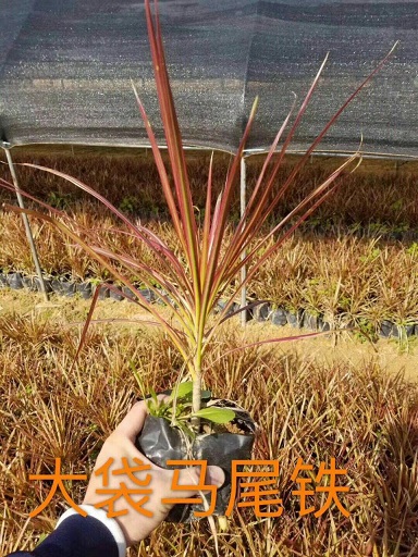 RFβ辰GֲҎRȫľֱN