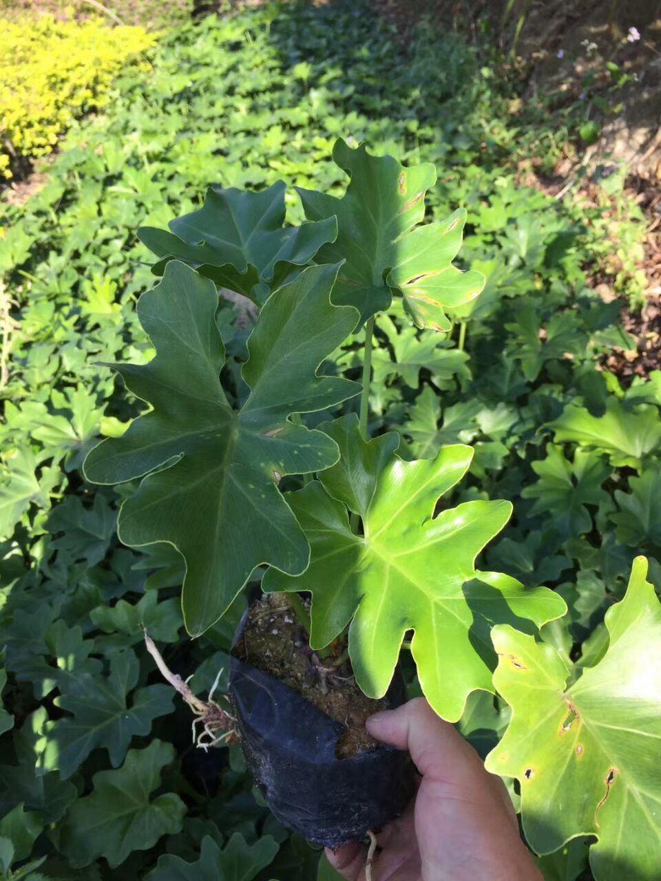 辰GֲrľֱN