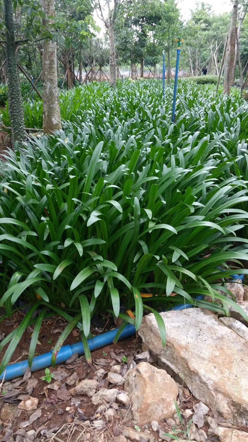 (yng)֩m辰GֲrľֱN