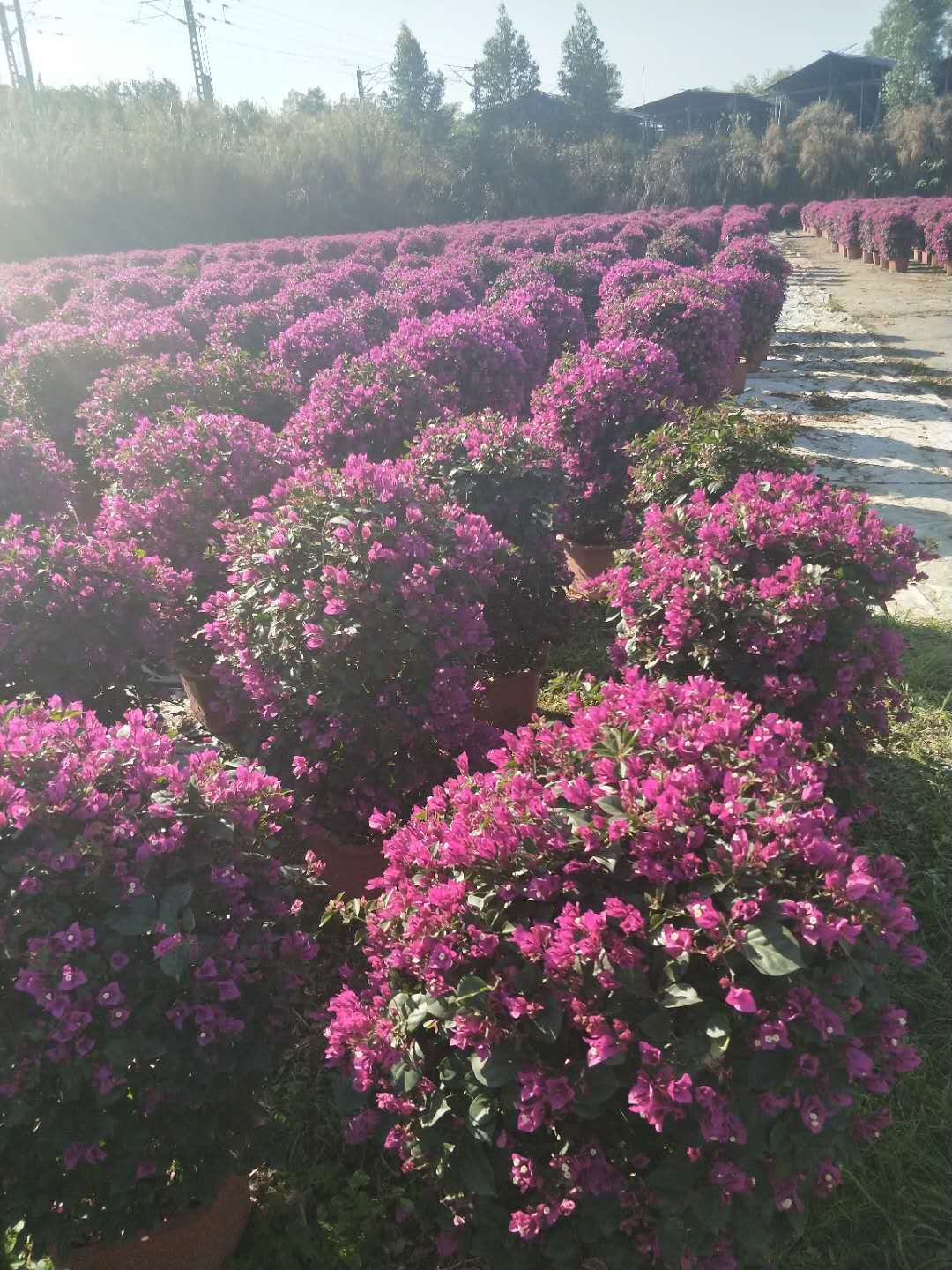 ÷辰GֲҎ(gu)Rȫl(f)ֱN