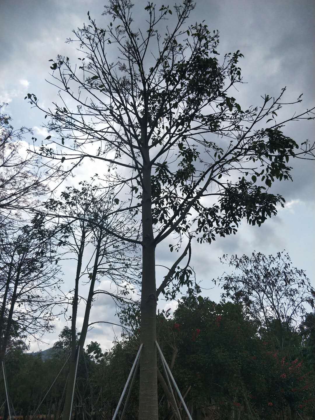 ޻ľҎRȫrľֱN