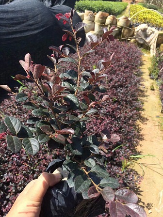 (yng)tľҎ(gu)Rȫr(ji)ľֱN