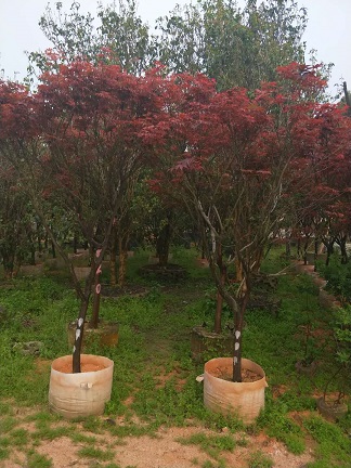 t䣬@־Gֲr񃞻ݣľֱN