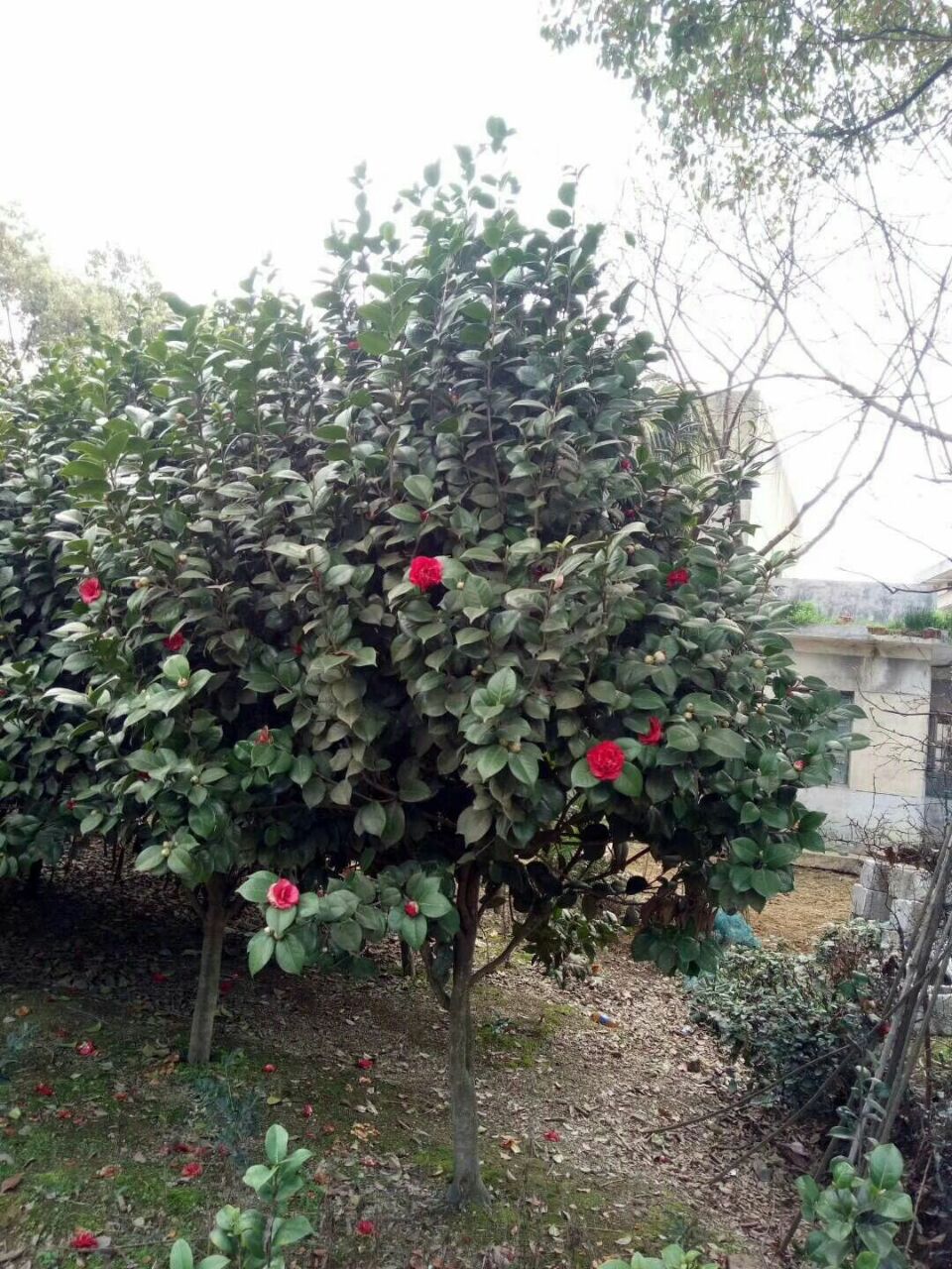 軨磬辰GֲҎRȫľֱN