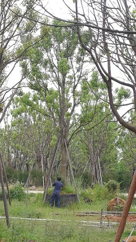 ȫ30֣Ҏ(gu)RȫľֱN