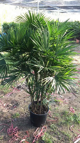 ɽأ辰GֲҎRȫľֱN