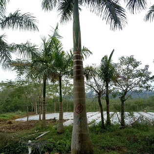 Ҭӣ@ֹ̾GֲҎRȫľֱN