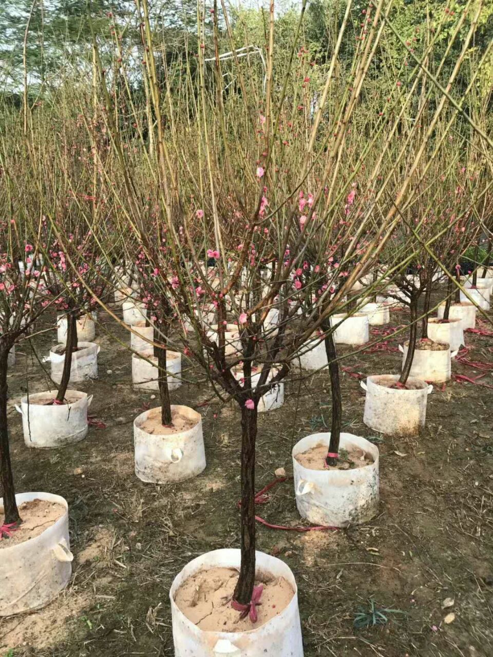 ÷䣬@ֹ̾GֲҎ(gu)RȫľֱN