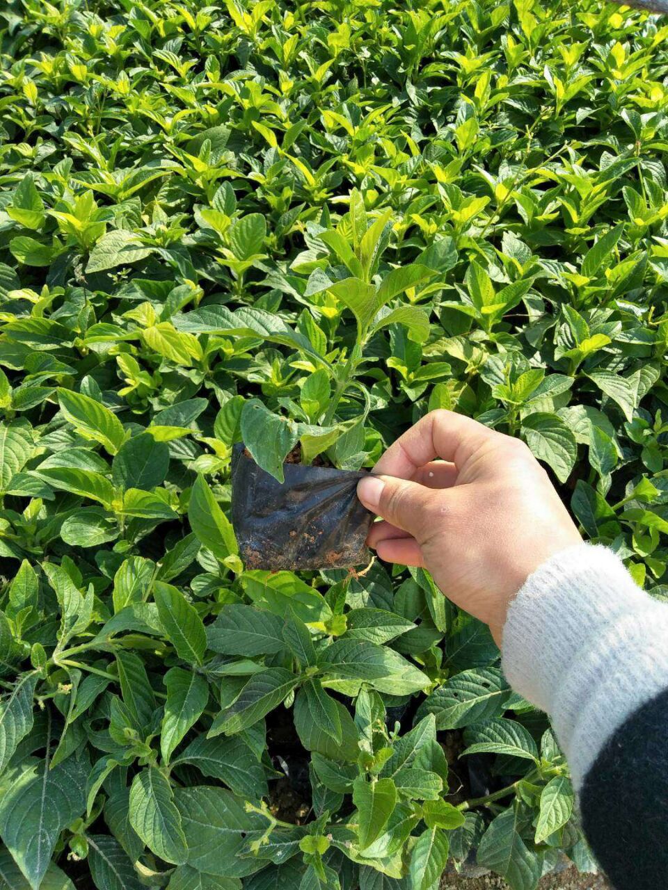 J辰GֲҎ(gu)RȫľֱN