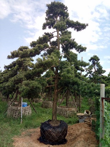 _hɣ@־GֲҎRȫľֱN