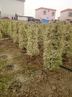 ǹţ@־GֲҎRȫľֱN