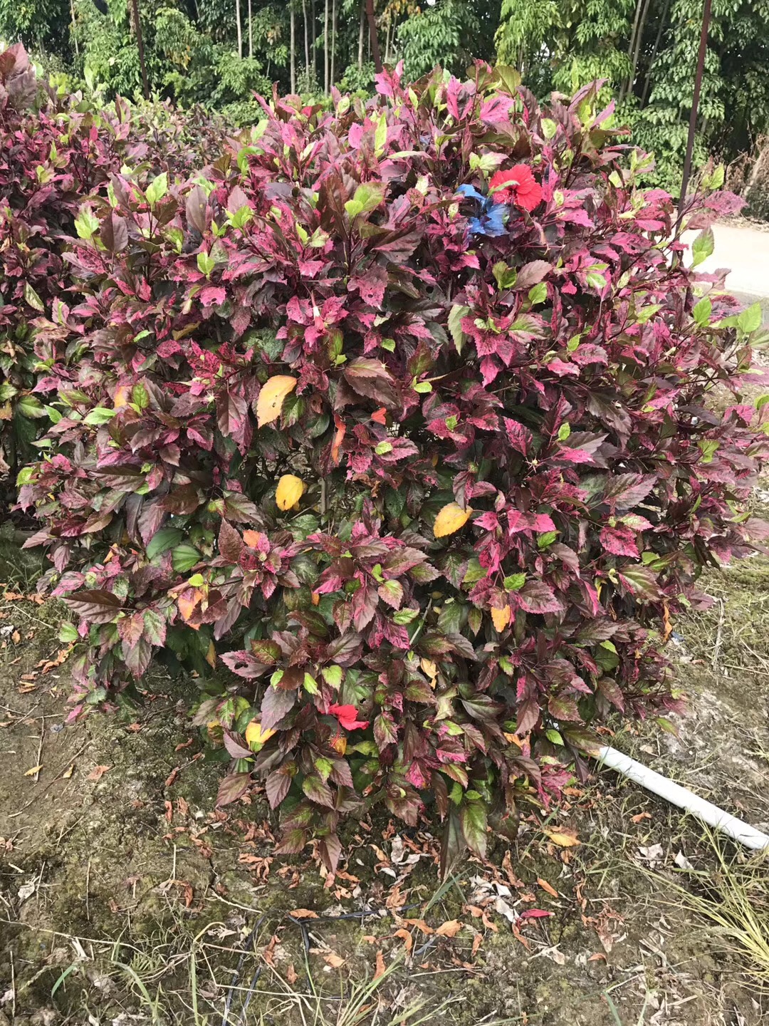 ~ɣ辰GֲҎ(gu)RȫľֱN