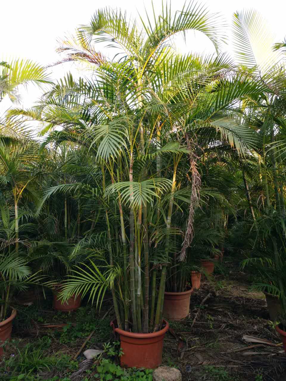 ɢβ辰GֲҎRȫľֱN