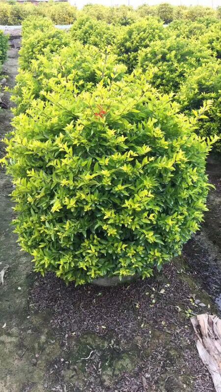 S~Ҏ(gu)Rȫr(ji)ľֱN