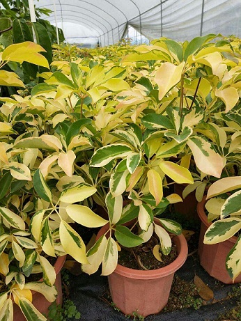 ~ZƲ辰Gֲr񃞻ľֱN