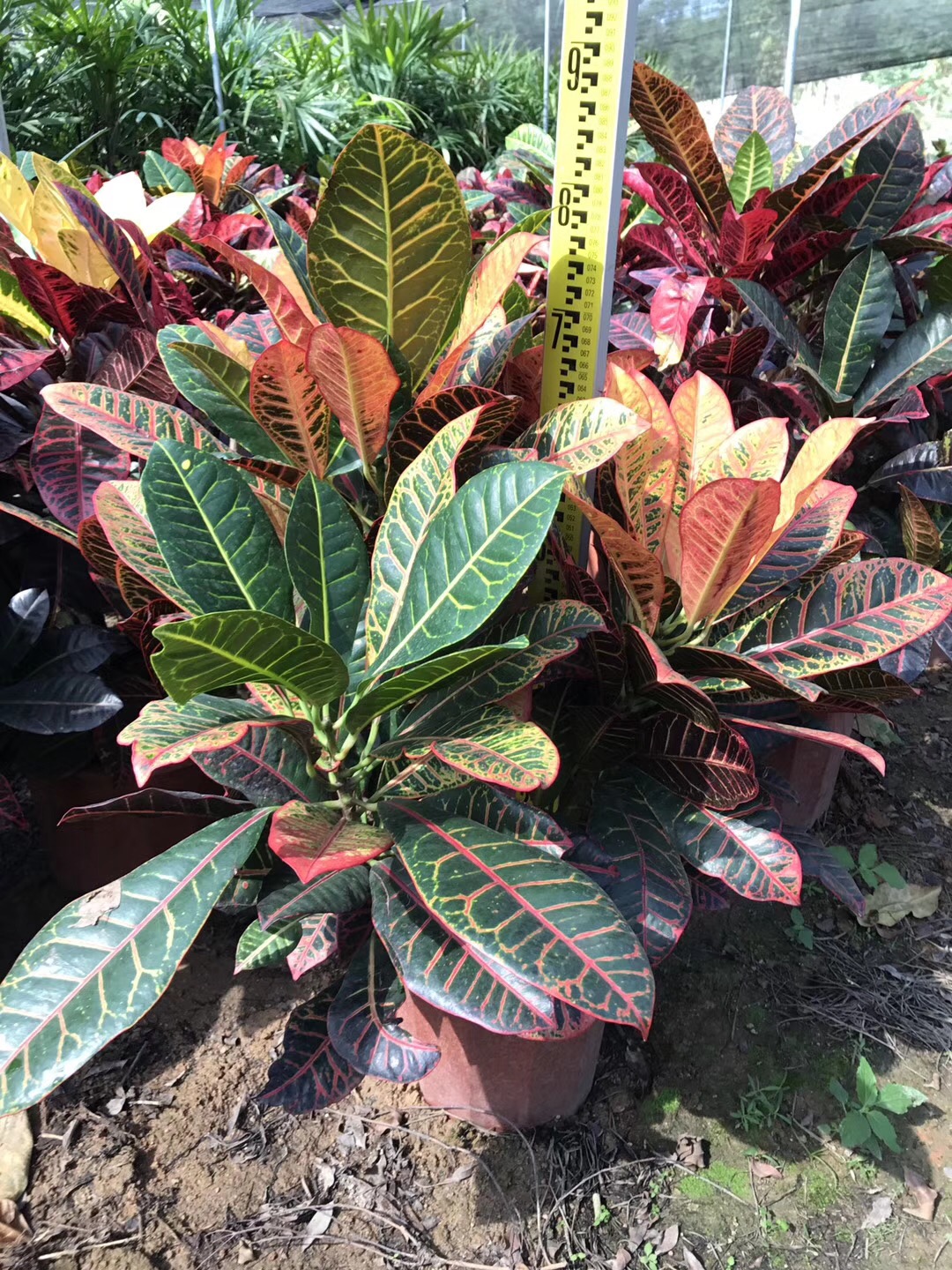 ׃~ľľԮaNr񃞻l