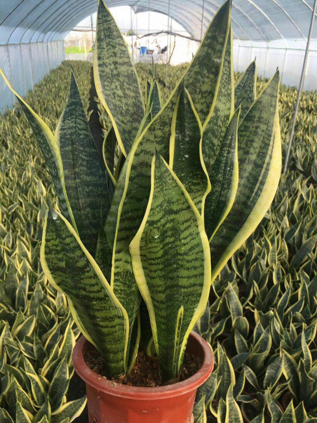 ƤmƷNRȫ|(zh)(yu)rͻֱN