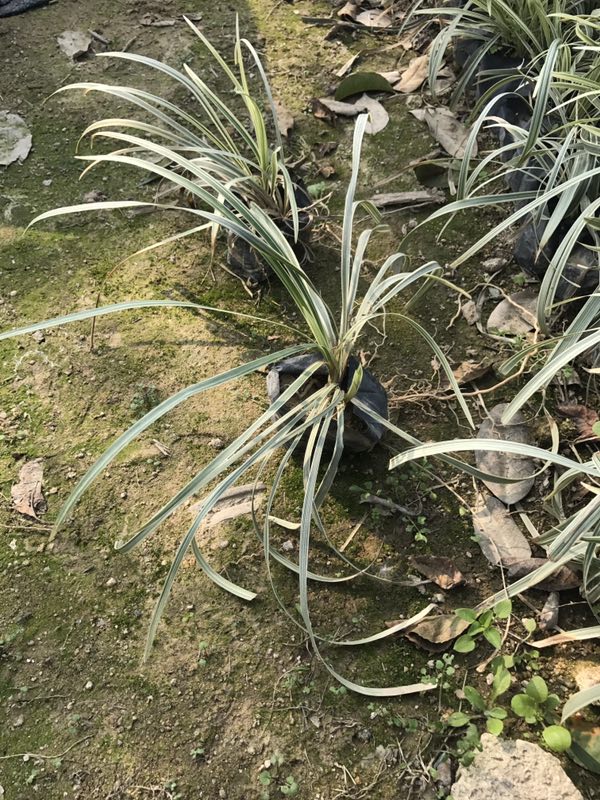 ɫرGֲ ߅A ֱN؃r l