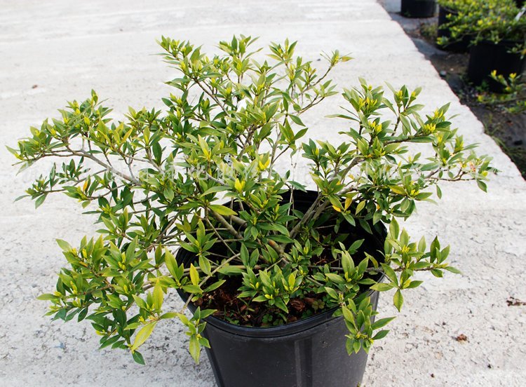 ُ(gu)㽭С~dӽՃr(ji)