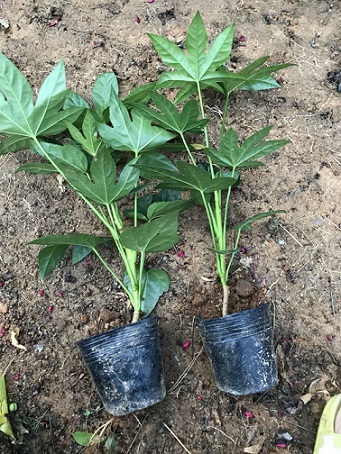 ˽ǽPͰ˽ǽPСʲô^(q)e