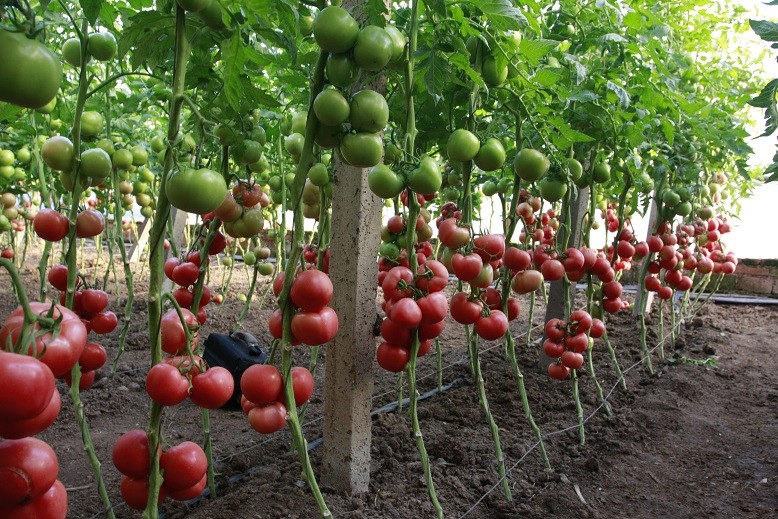 ƷѷN tyѷNӣԽķѷN