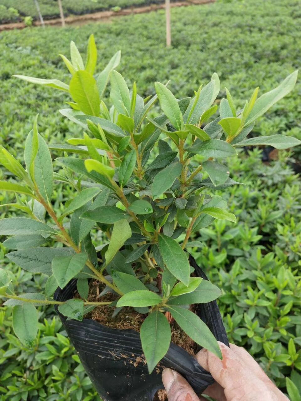 ëNļҺãëNa(chn)Sң(yng)