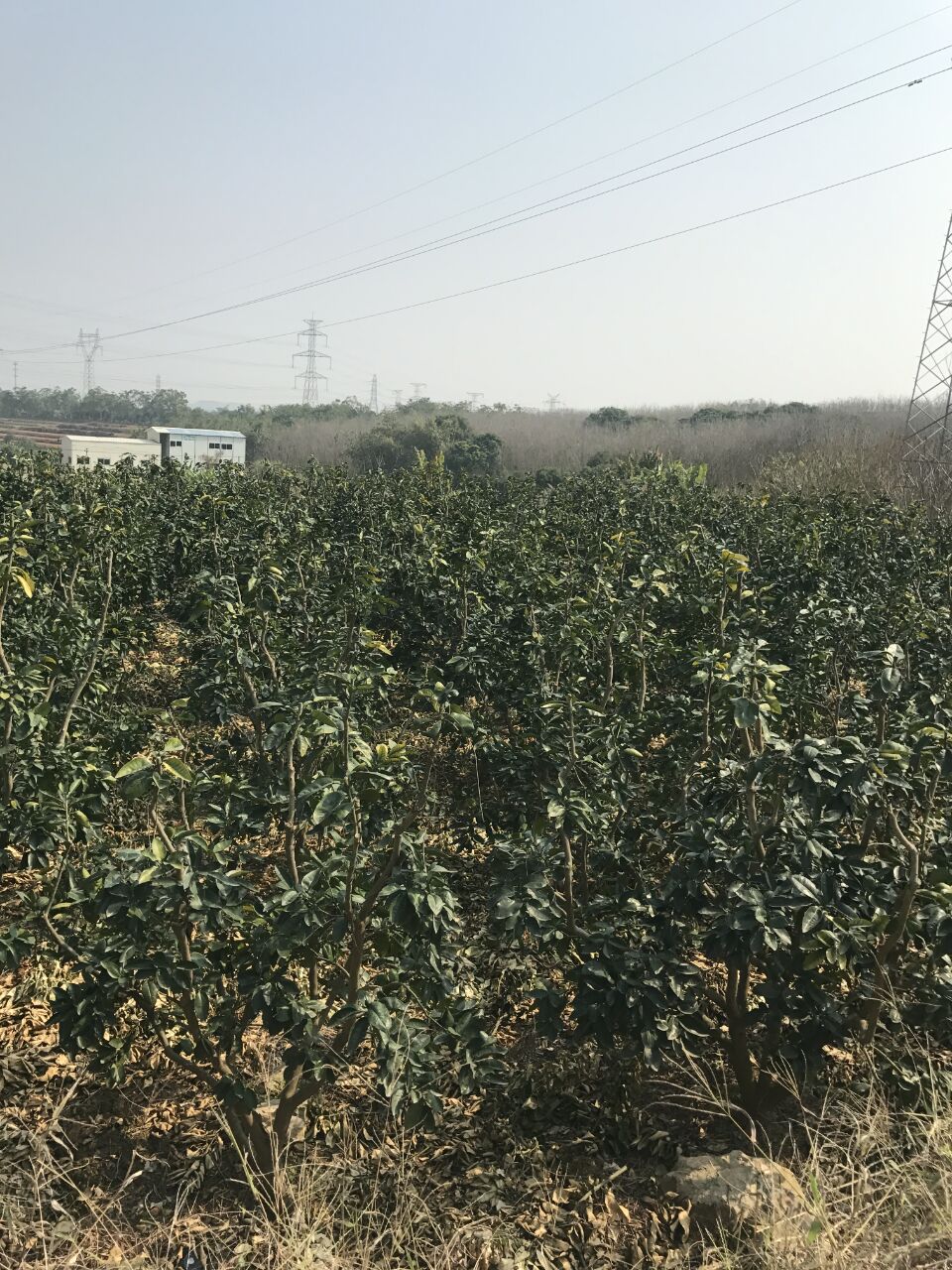 ӘУӘDƬr(nng)Ԯa(chn)N