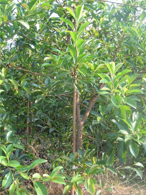 tƤҎ(gu)RȫУtƤŴ(yu)|