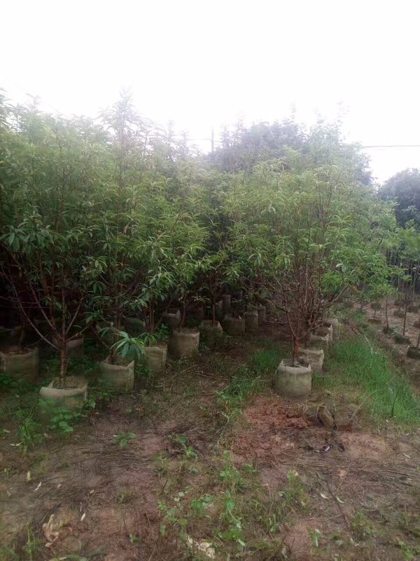 r(nng)Ԯa(chn)NңʲôҎ(gu)