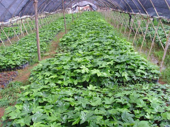 ˽ǽP(pn)̓r(ji)(yng)ֱN(xio)