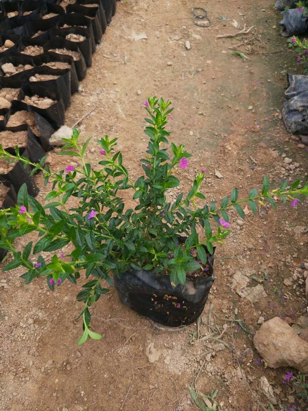 F(xin)؛N۝Mǣrˣ|(zh)؃r