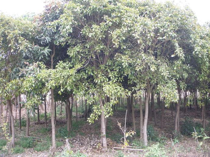 ݼtƤʲôr(ji)񣬼tƤa(chn)SңֱN