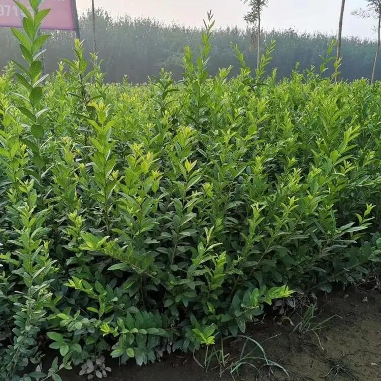 ɽlì lì ɽˮϞ ˮϞ ɽ~S ɽ~Ůؑ