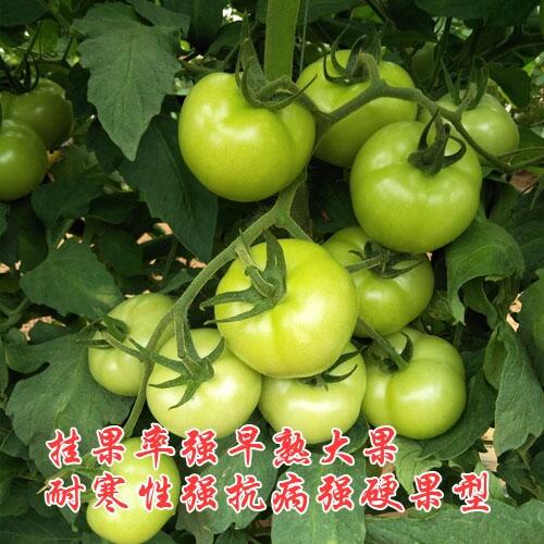 ߮a(chn)tNӣ췬ѷNӣˮѷNƷN