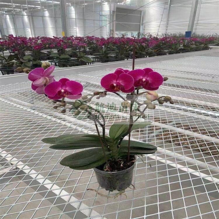 䓰WƄƄ紲 WƄ紲aӹ