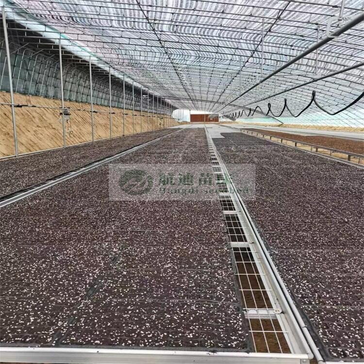 NֲƄ紲 СͻƄ紲Oa