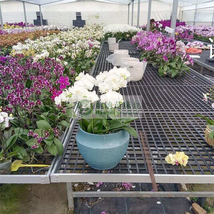 NֲmڽzϾW紲  WƄ紲a