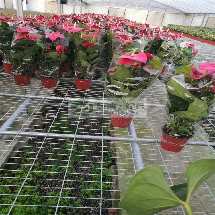 ϻܷNֲ紲a ϼӹWƄ紲һW