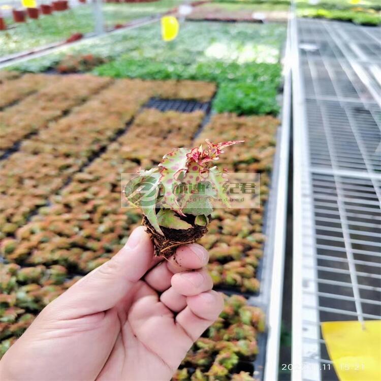 ӟ\紲W֧  Թ ʹÕrg