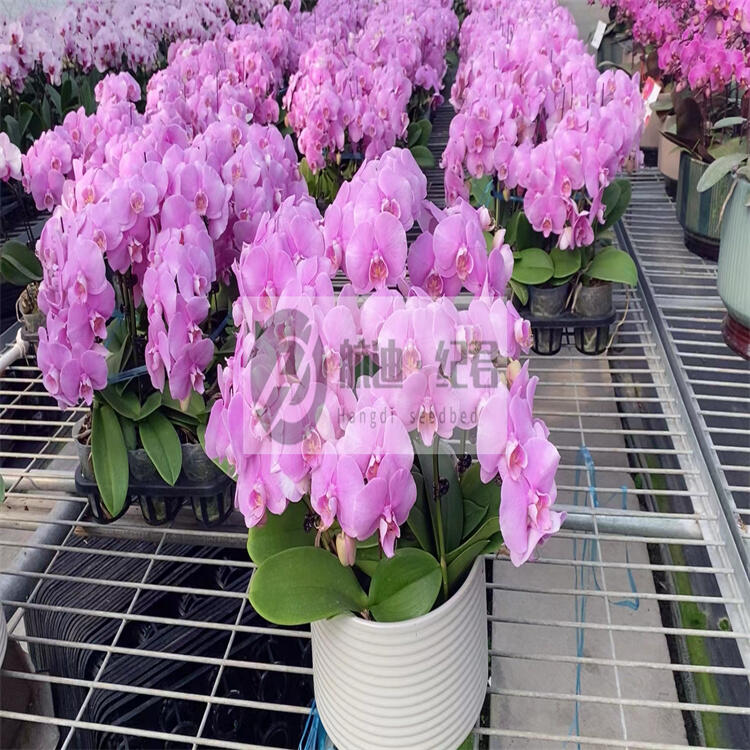 Ƅ紲/紲/ԾWĽMɺac