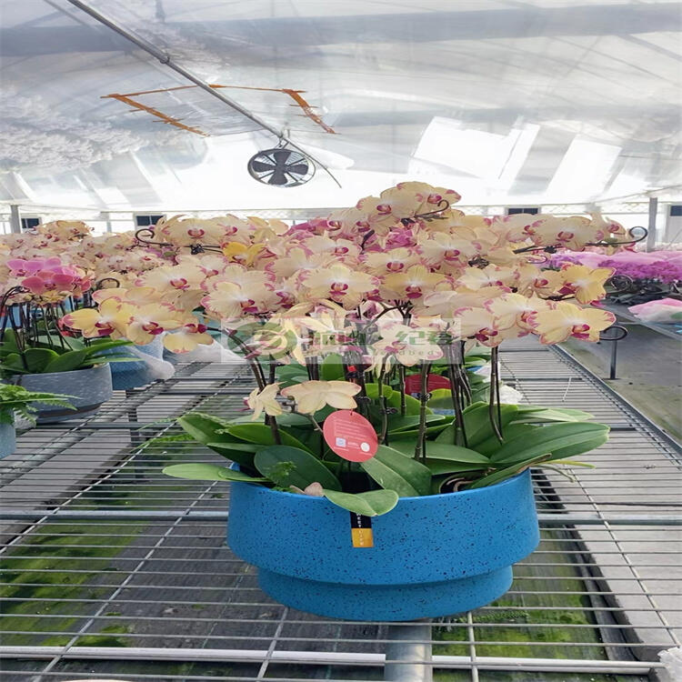 綨Ƅ紲W(wng)Ƭ NҎ(gu)W(wng)