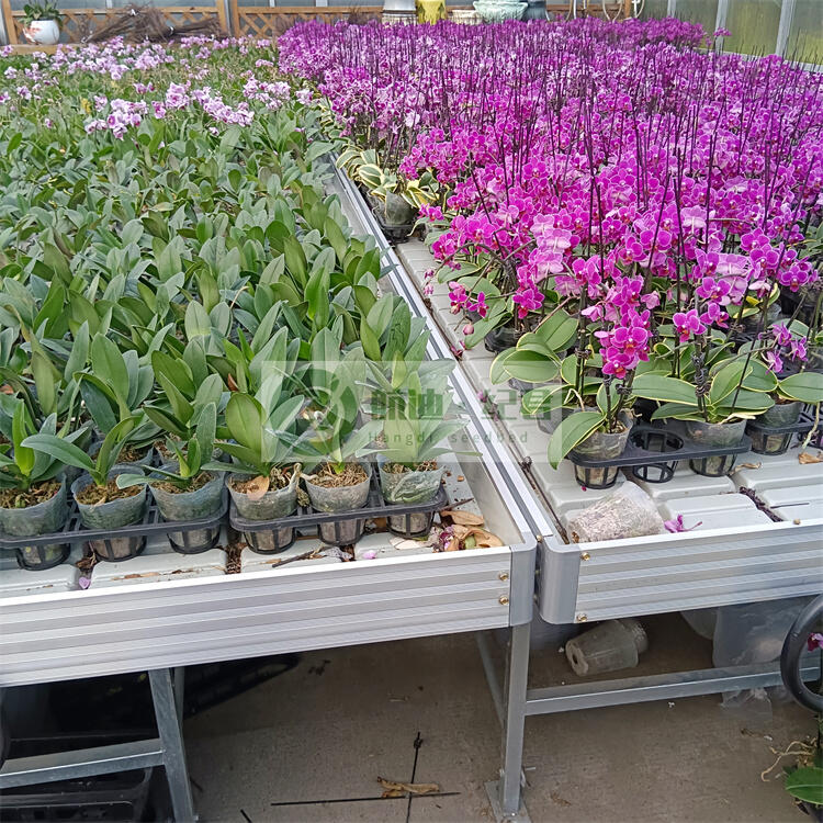 ϫ紲 ABSбPϫP 糱ϫƄ紲ɰ趨a