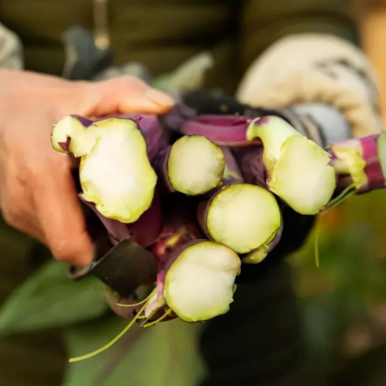 ɽ̦ؾ(yu)ƷNɽ̦ķNֲ
