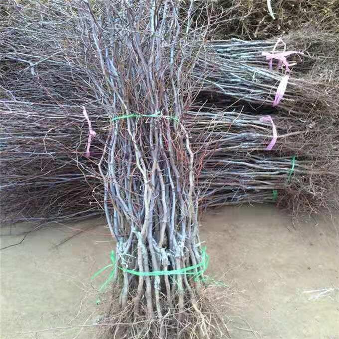 ֱl繤̗ռؗƷNRȫɻ