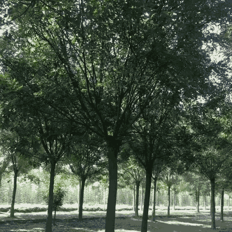 (yng)(gu) l(f)Nۇ(gu)(sh) ]Nֲ ƷNS