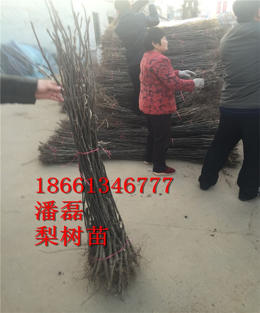 ɽ|¶硢ɽ|¶ƷNɽ|¶r