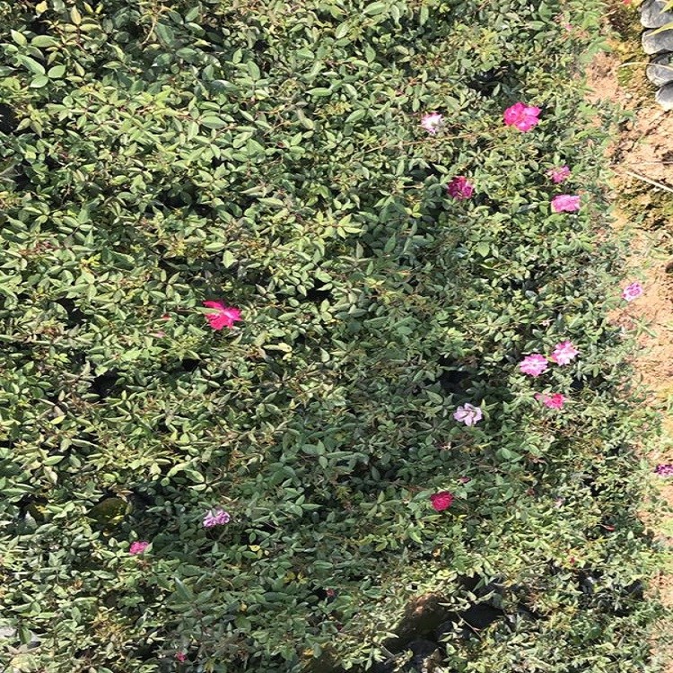 xľNȾԷr(ji)(yu)ݻجF(xin)̎F(xin)؛S¼