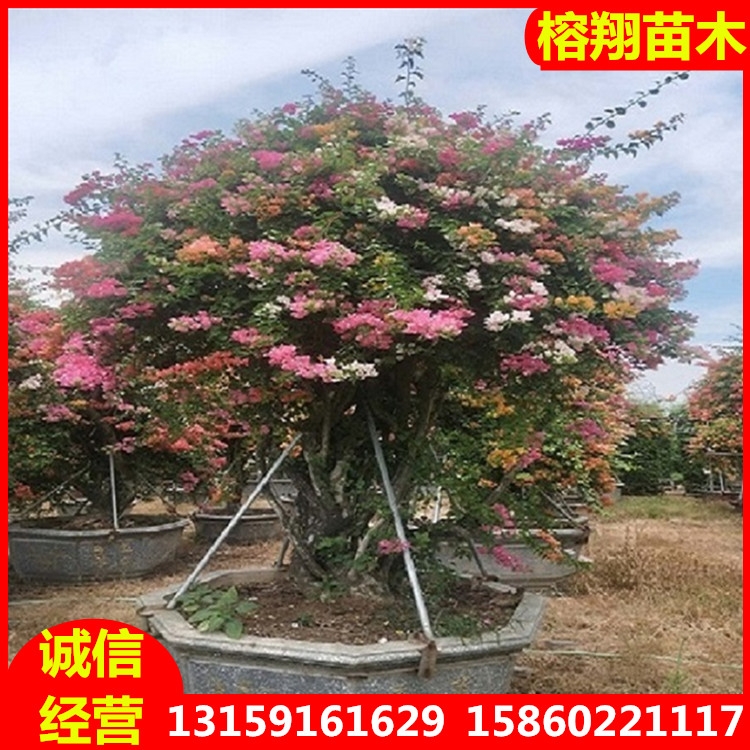 ~÷ɫ÷ش(yng)С÷辰l(f)(yng)