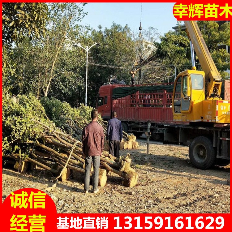 SLľֲҎRȫľaشSLľϻS