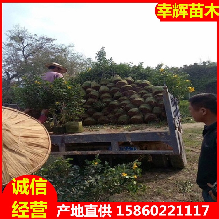 SpAlSpAľaֱ20-45L깩